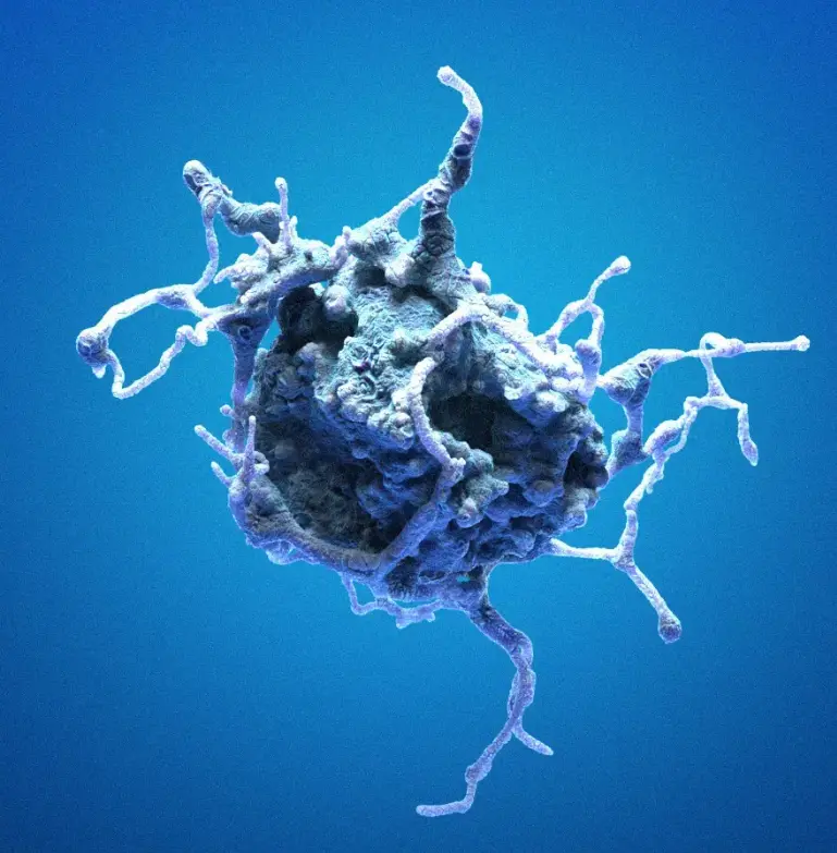 [MA-CV-1] CV-1 Cells